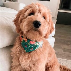 Sweet Scruff | Dog Bandana